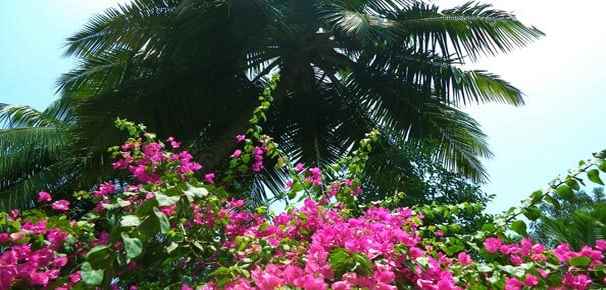 Palm Trees and Flowers